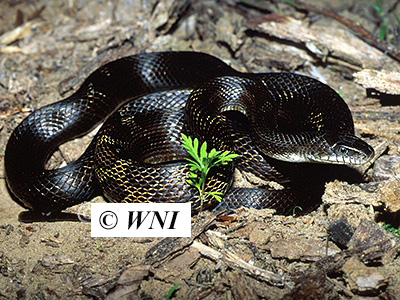 Black Rat Snake (Elaphe obsoleta)